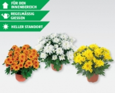 GARDENLINE® Chrysanthemen