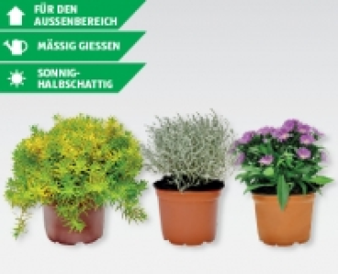 GARDENLINE® Herbstbluher
