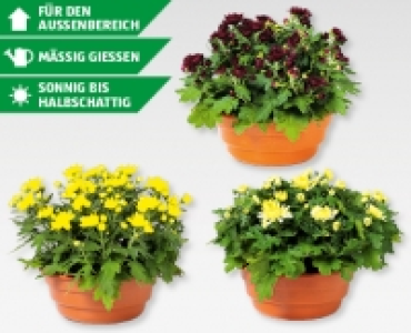 Chrysanthemenschale