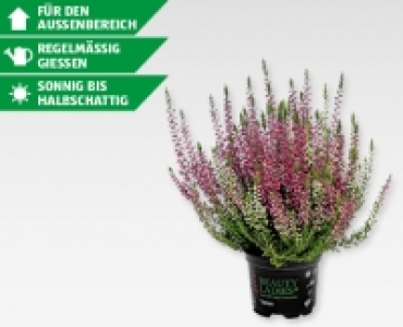 Calluna vulgaris Beauty Sisters