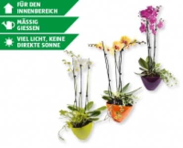 Phalaenopsis CHF 14.99