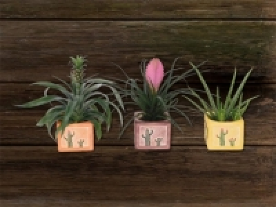 Exoten in Cancun Keramik (ab 15.10.)