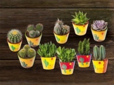 Mexico Mix in Keramik (ab 15.10.)