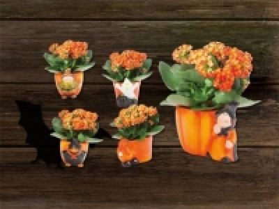 Halloweenkeramik mit Kalanchoe (ab 22.10.)