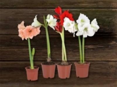 Amaryllis 2 Stieler (ab 26.10.)