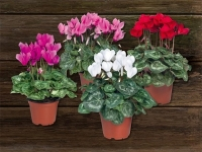 Alpenveilchen (ab 15.10.)