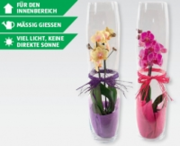 Phalaenopsis Marylin