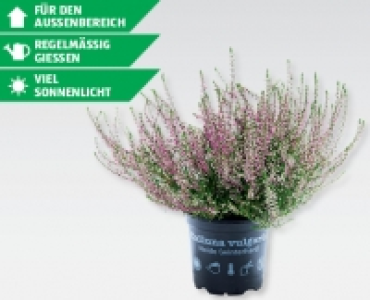 GARDENLINE® Calluna vulgaris Marlies Marleen