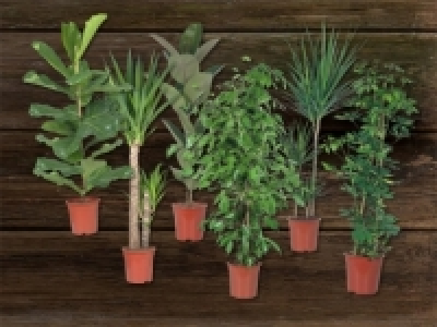 Grosser Gr&uuml;npflanzenmix (ab 22.10.) CHF&nbsp;15.99