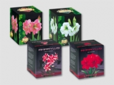 Amaryllis-Zwiebel im Faltkarton (ab 2.11.)