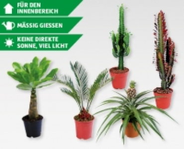 GARDENLINE® Palmen/Kakteen