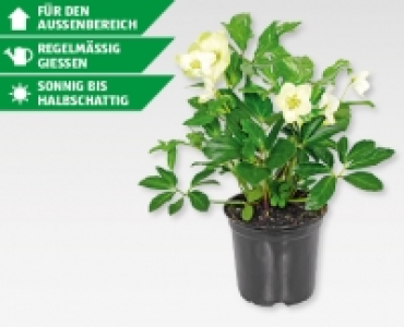 Christrose