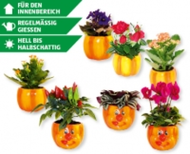 GARDENLINE® Halloween Pflanzen-Mix