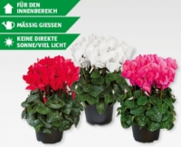 GRADENLINE® Alpenveilchen