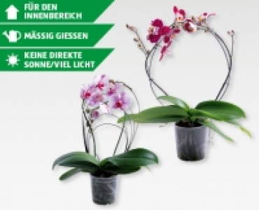Phalaenopsis am Bogen/Rainbow CHF 12.99