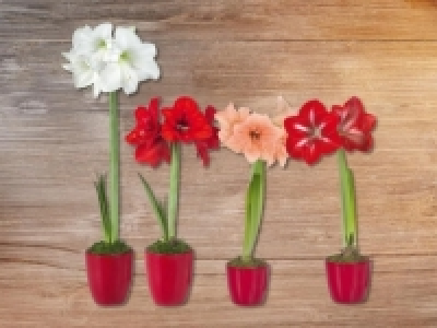 Amaryllis in roter Keramik CHF 3.99