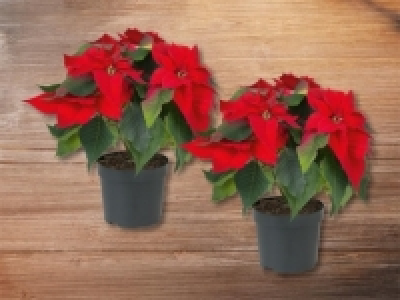 Weihnachtsstern Mehrtrieber CHF 2.49