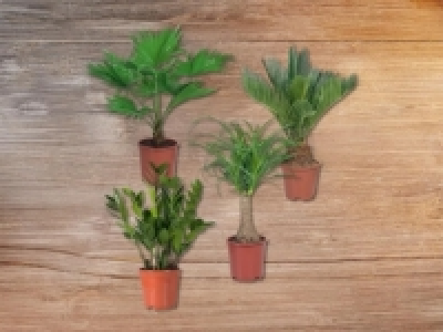 Exklusiver Palmenmix CHF 7.99