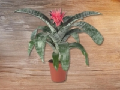 Bromelien CHF 7.99