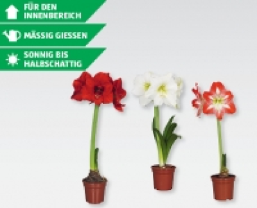 Amaryllis CHF 2.99