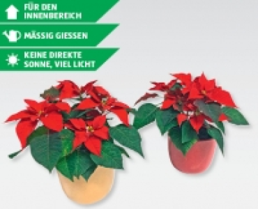 GARDENLINE&reg; Weihnachtsstern im Keramikubertopf