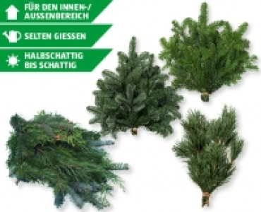 Tannengrun Handbunde