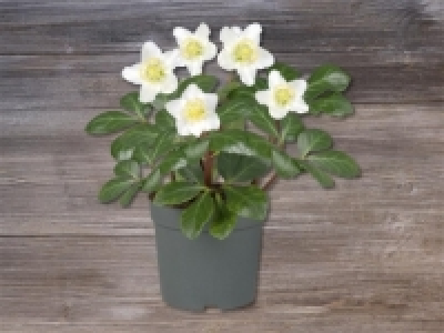 Christrose CHF 3.99