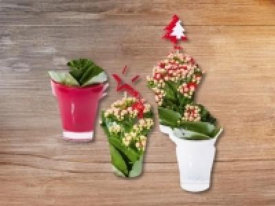Kalanchoe im Glas (ab 12.11.)