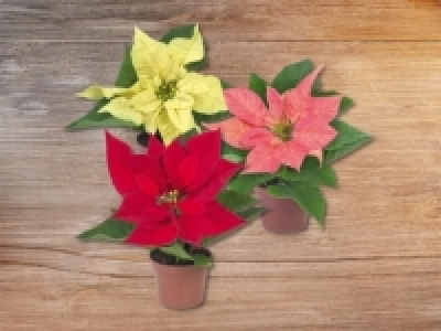 Mini Weihnachtsstern (ab 12.11.)