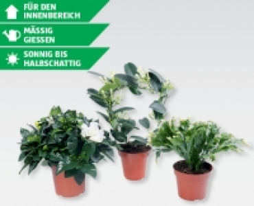 Weihnachtspflanzen-Mix