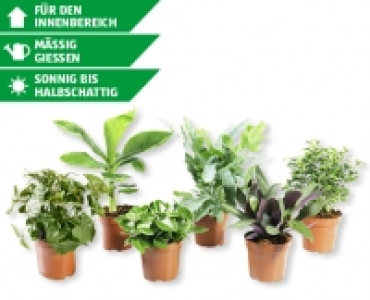 Exklusive Grunpflanze