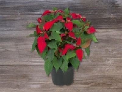 Weihnachtsstern-Busch (ab 30.11.)