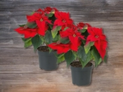 Weihnachtsstern Mehrtrieber &nbsp;(ab 26.11.)