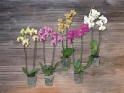 Phalaenopsis 2 Stieler (ab 26.11.)