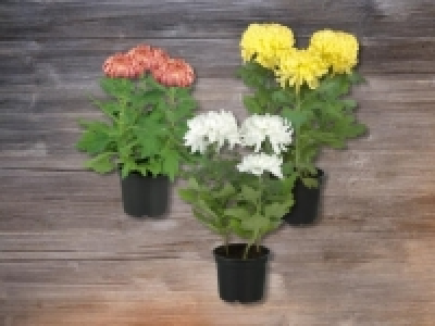 Deko-Chrysanthemen (ab 26.11.)