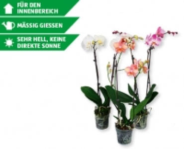 Phalaenopsis CHF 7.99