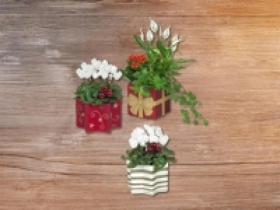 Bl&uuml;hpflanzen in Weihnachtskeramik (ab 3.12.)