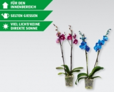 Phalaenopsis Royale CHF 17.99