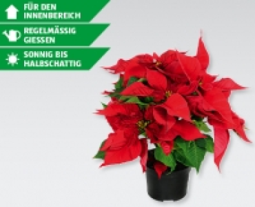 GARDENLINE® Weihnachtsstern CHF 2.49
