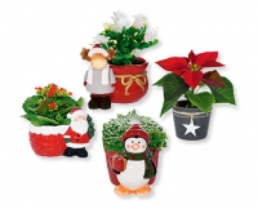 Bepflanzte Weihnachtskeramik