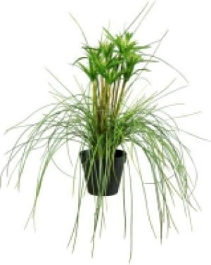 Kunstpflanze Papyrus CHF&nbsp;34.30