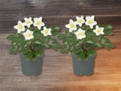 Christrose (ab 3.12.) CHF&nbsp;3.99