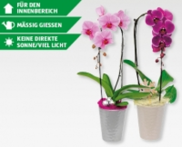 GARDENLINE® Phalaenopsis Cascade