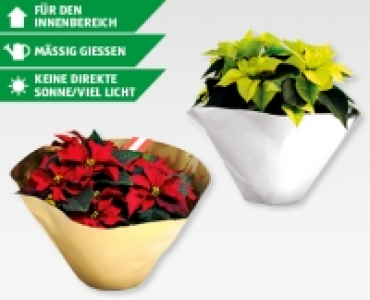 Exklusive Weihnachtsstern-Schale