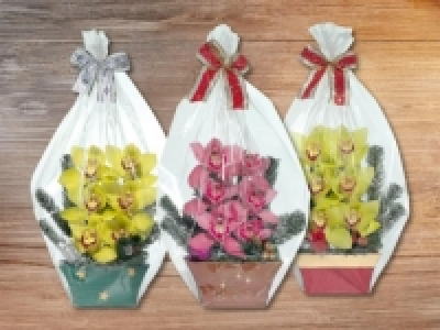 Weihnachts- Orchideen 6er-Gesteck (ab 21.12.)