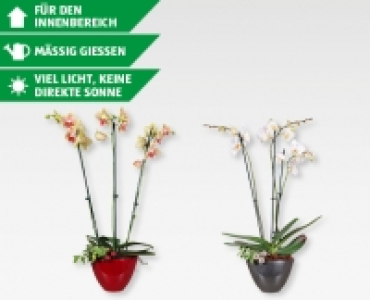 Orchideen Arrangement