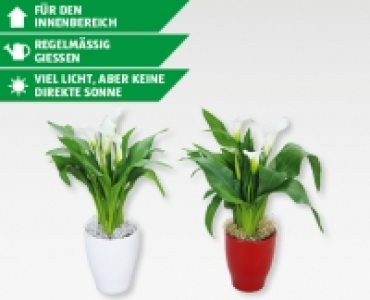 Weihnachtscalla in Keramik