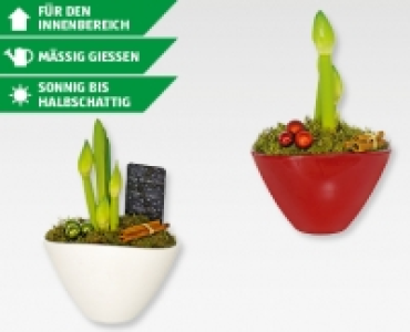 Weihnachtsamaryllis