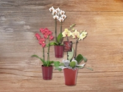 Weihnachts- phalaenopsis (ab 21.12.) CHF&nbsp;14.99