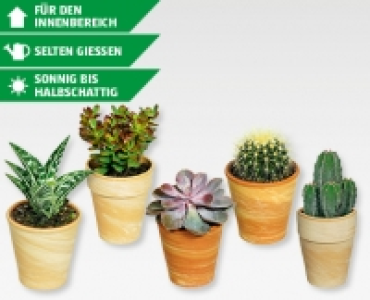 Kakteen und Sukkulenten im Terracottatopf CHF 2.99